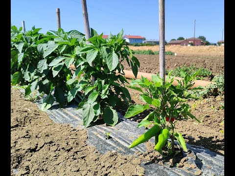 Video: Il momento migliore per fertilizzare i peperoni: scopri i fertilizzanti per le piante di peperoni