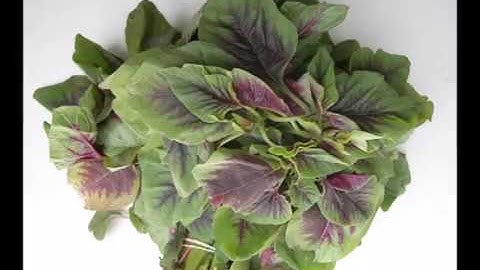 Synthesis of magnesium oxide nanoparticles using red spinach aqueous leaf extract