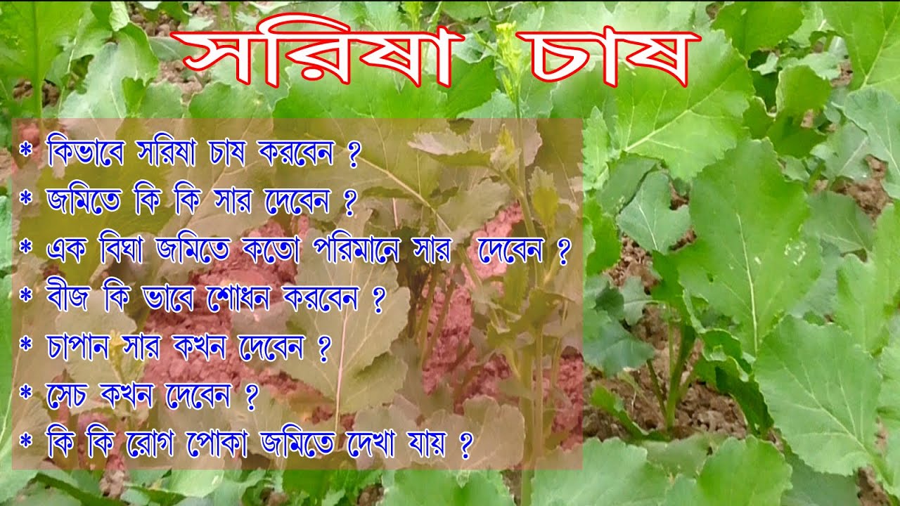 Lera Kudryavtseva yomon