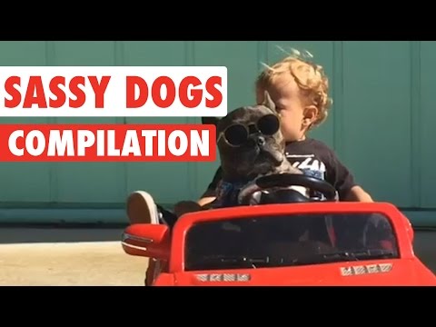 sassy-dogs-video-compilation-2016