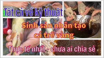 Chia Sẻ Thực Tế Quy Trình Sinh Sản Nhân Tạo Cá Trê Vàng: Những Điều Bạn Chưa Biết