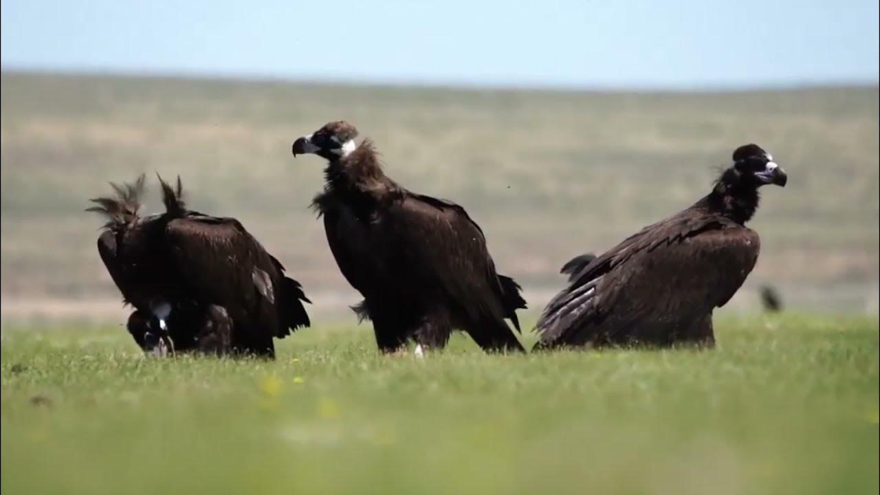 Гриф видео. Гриф видео