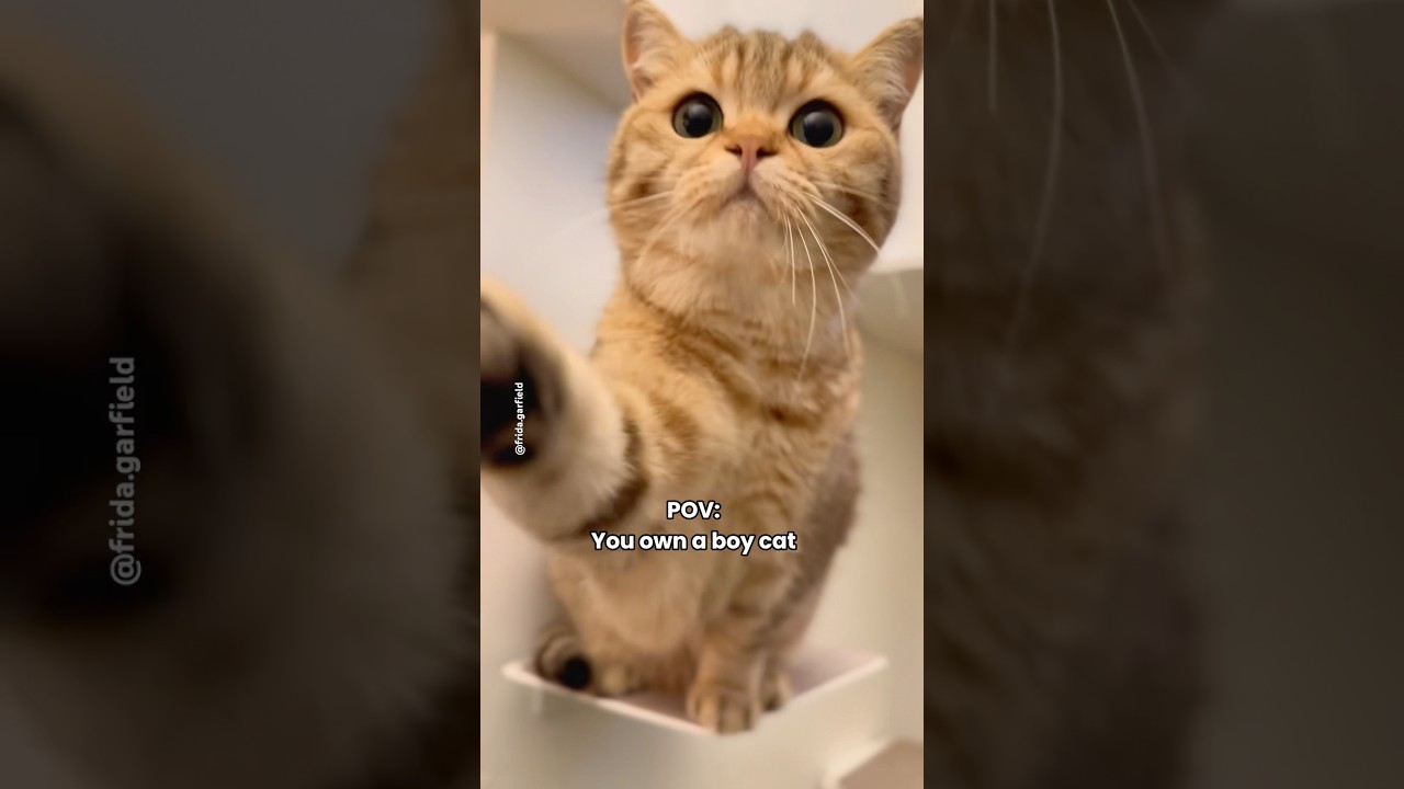 Living with a boy cat… can you relate? 😹 