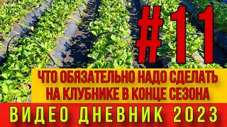 Что обязательно надо сделать на клубнике в конце сезона .Осенние работы на клубнике