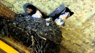 Swallow nest 1, video 4