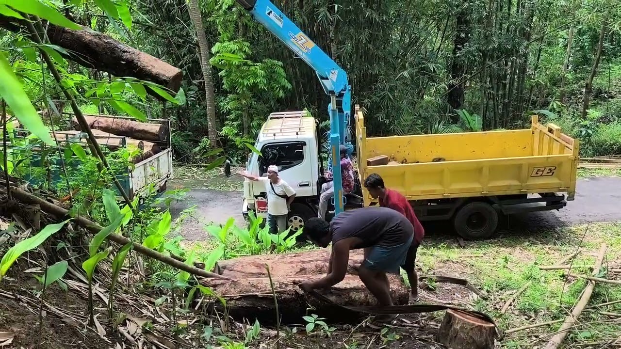Mengangkut kayu gelondongan mengunakan truk Kren 