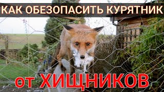 Надёжная защита курятника от хищников / Какие меры необходимо предпринять для защиты курятника