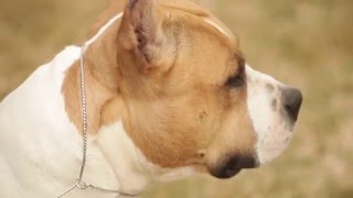 AMERICAN STAFFORDSHIRE TERRIER:  A DOG LOVER'S INTRODUCTION