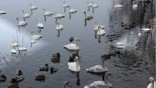 Video thumbnail of "Hakodate Christmas Holiday 2012"