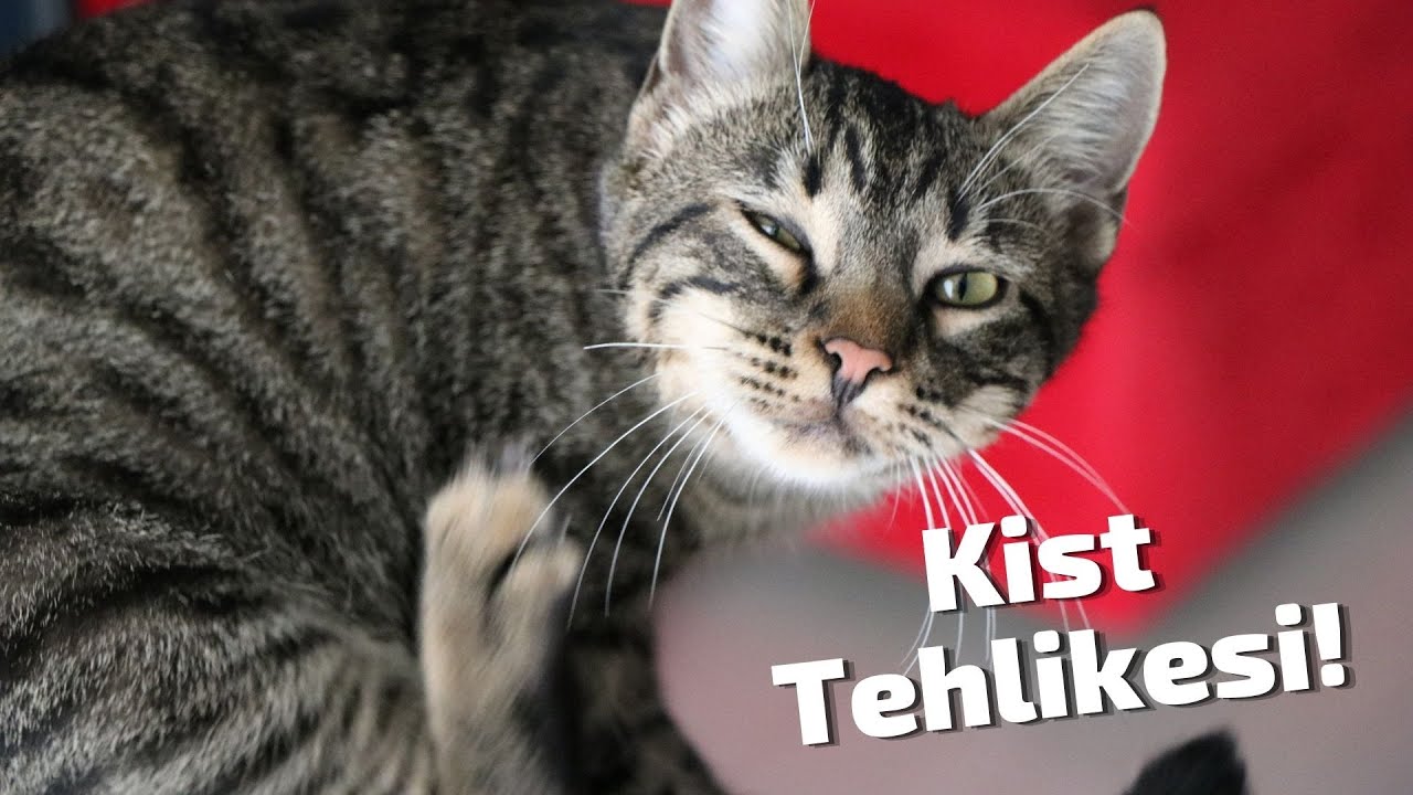 Kedi Tuyu Cigere Yapisir Mi Kedi Tuyu Kist Yapar Mi Kedi Tuyu Zararlari Youtube