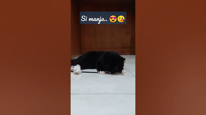 Video 3023791: kucing exotic shorthair, shorthair mix, kucing persia mix