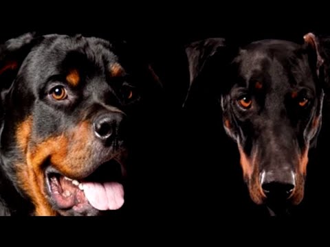increibles personajes ROTTWEILER vs DOBERMAN | Who would win? | EPIC VERSUS 🆚🐶