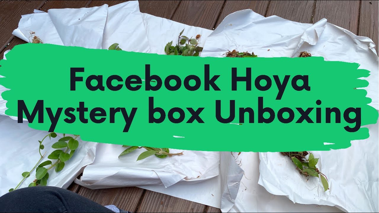 Facebook Mystery Hoya Box Unboxing from The Hoya House
