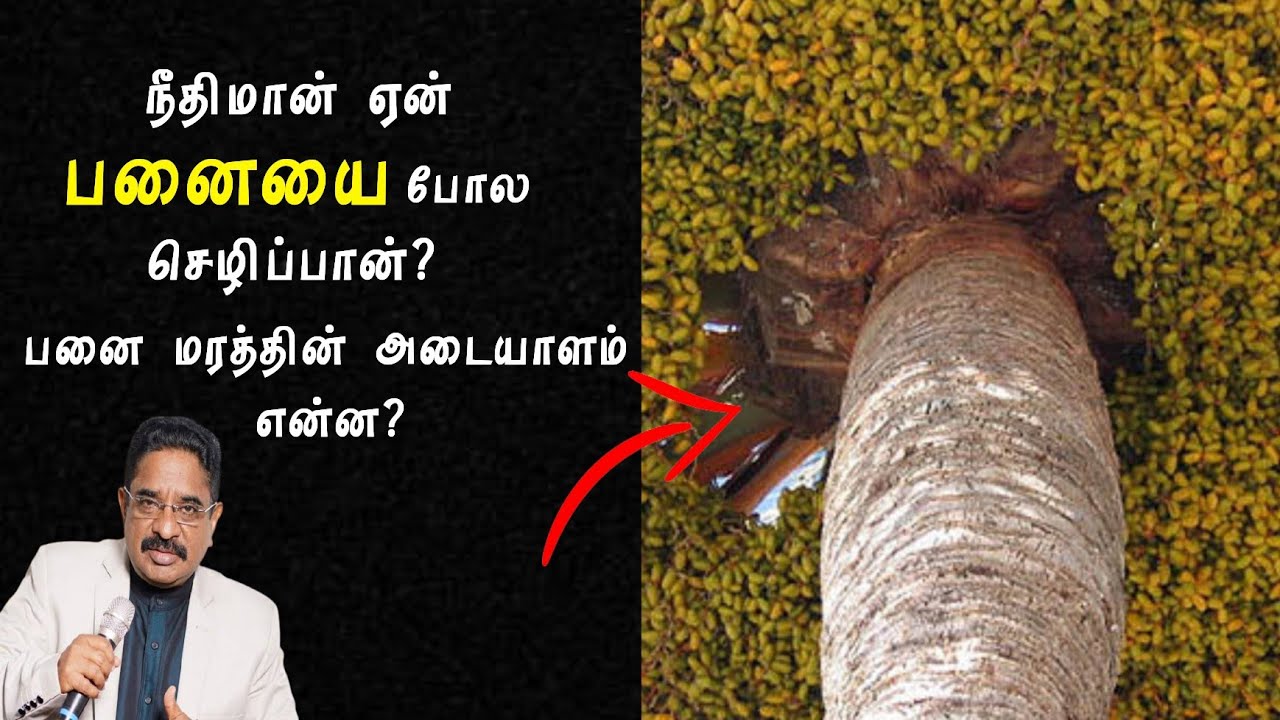 நீதிமான் ஏன் பனையை போல செழிப்பான்|இரகசியம் என்ன|Dr Suresh Ramachandran message|tamil bible facts