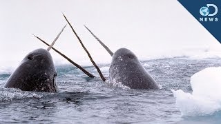 Amazing Facts About The Narwhal Tusk! screenshot 3