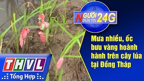 THVL | Người đưa tin 24G: Mưa nhiều, ốc bưu vàng hoành hành trên cây lúa tại Đồng Tháp