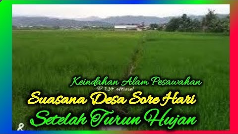 KEINDAHAN ALAM PESAWAHAN ⁉️ suasana sore hari di Desa setelah hujan