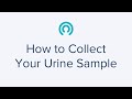How to collect your urine sample using stepbystep instructions  letsgetchecked home health tests