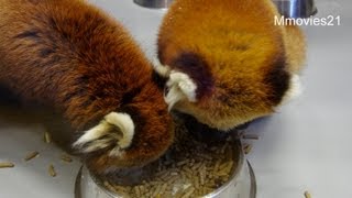 夕飯ですよ！まだ寝ぼけているセイタ~Red Pandas