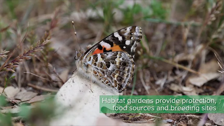 Creating a wildlife friendly garden in Adelaide: Habitat at home