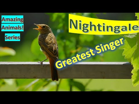 Video: Common nightingale: description, habitat