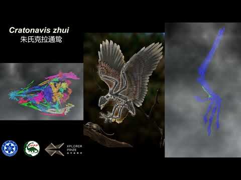 Bizarre cretaceous bird from China shows evolutionarily decoupled skull and body