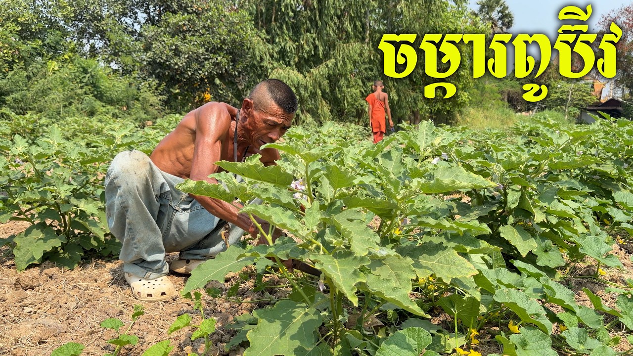 ចម្ការដាំត្រប់ និងត្រសក់ ពូប៊ីវ ល្អៗណាស់