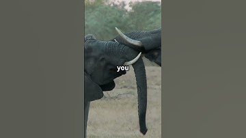 THE SECRET LANGUAGE IF ANIMALS: UNLOCKING THEIR COMMUNICATION