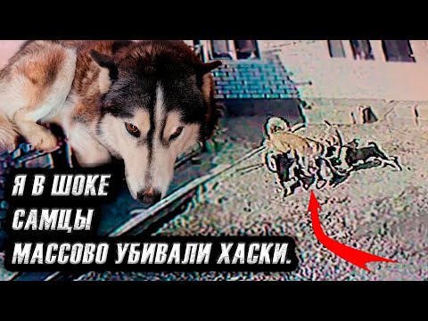 Они сошли с ума? Весеннее обострение?!