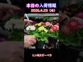 【2026.4.23】ミニ咲きガーベラ【入荷情報切り抜き】 #ガーデニング #園芸 #花のある暮らし