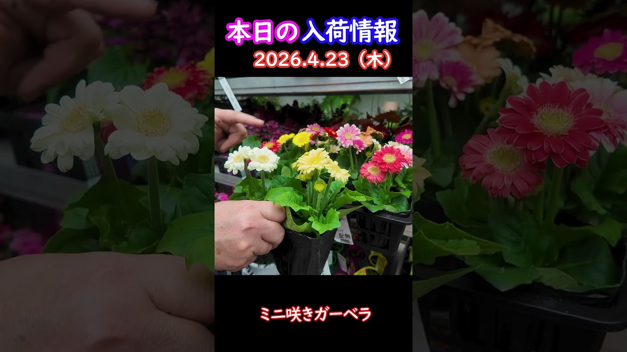 【2026.4.23】ミニ咲きガーベラ【入荷情報切り抜き】 #ガーデニング #園芸 #花のある暮らし