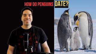 What Do Penguins Do When They Find “The One”?!
