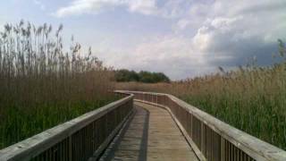 Neko Case - Go Places