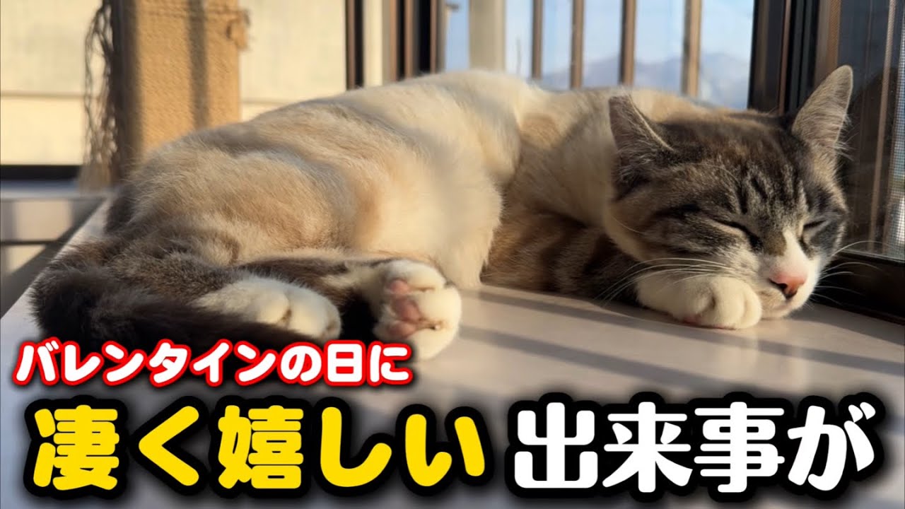 I got a Valentine's Day present from a stray cat - YouTube