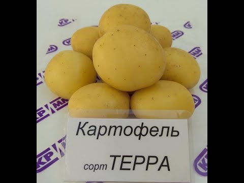 Новый сорт картофеля Терра и наиболее популярные сорта доступные для заказана сезон 2021. - YouTube