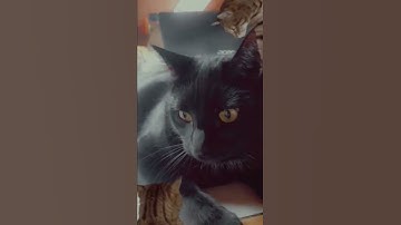 Funny Cats 🐈 Snapchat Filters #Shorts