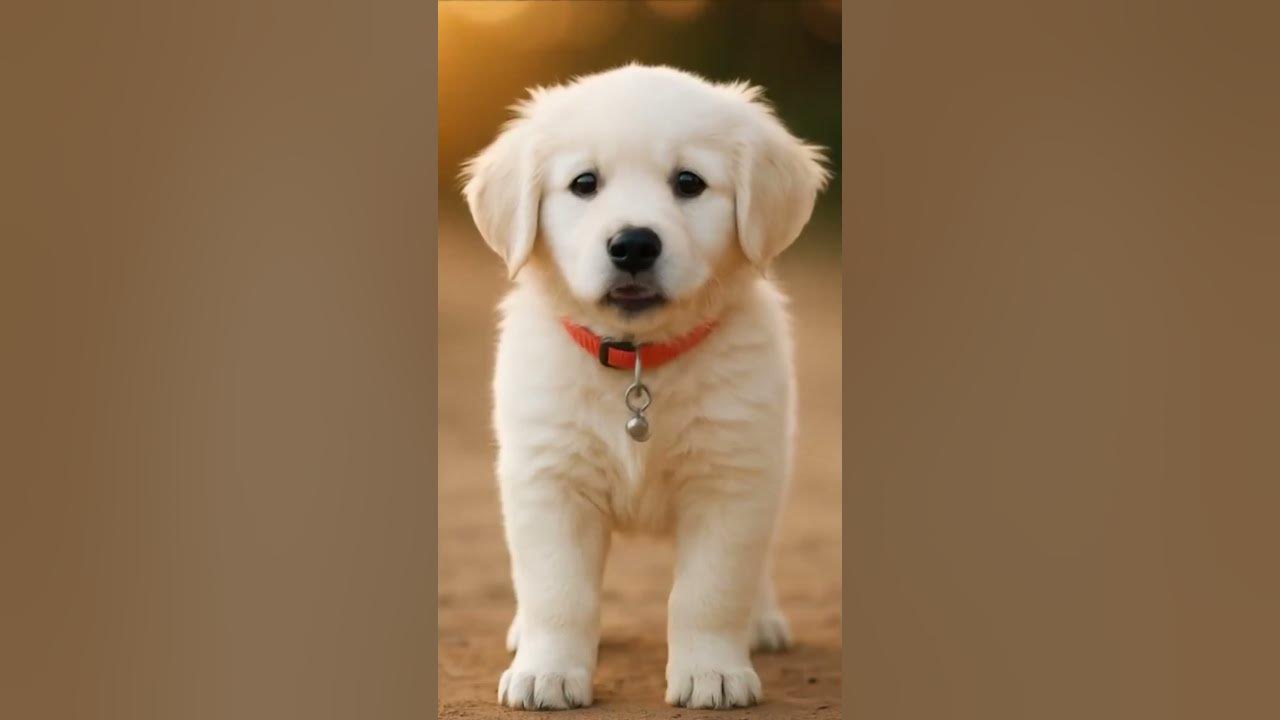Dog Sings ‘God’s Got My Back’ – Original by Forrest Frank Dog Sings ‘God’s Got My Back’ – Original by Forrest Frank
