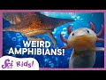 Weird and wonderful amphibians  scishow kids compilation