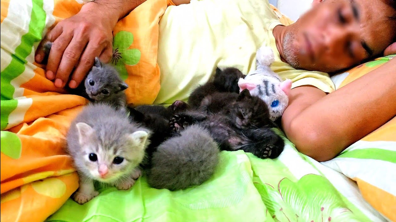 Playing and sleeping with a two week old kitten 😘 catlovers YouTube