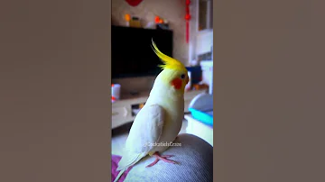Exceptional Charm Of Adorable Cockatiel Julie CockatielsCraze 