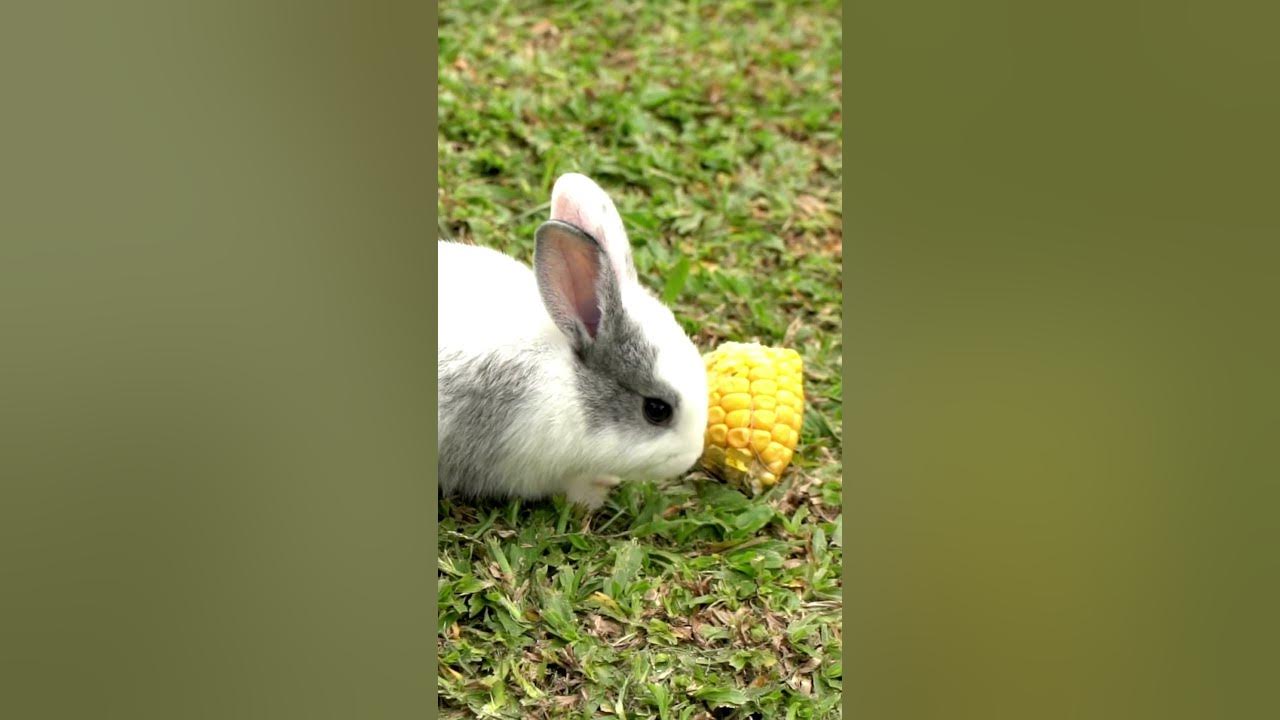 Fluffy rabbits are itching their noses from small insectsshorts Rabbit