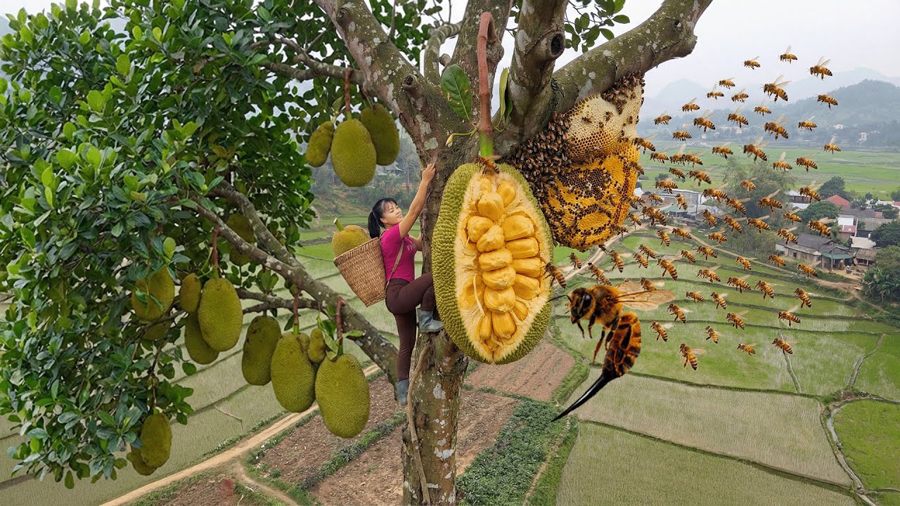 Cosecha de yaca en altura con avispas | Dropping the lighter dramatically