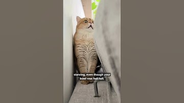 Cat Therapist - Diagnosis: Flawless Cat Energy 😼🧠 #cats #catlife