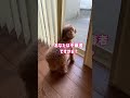 吠えたら遊び相手帰りました #トイプードル #dog #toypoodle