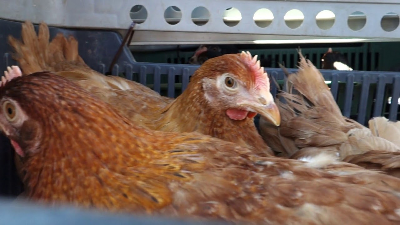 Nowe nioski Nové nosnice New chickens - YouTube