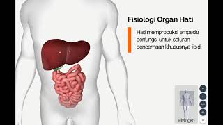 Anatomi Fisiologi Organ Hati Liver Hepar Saluran Pencernaan Manusia