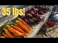  I Grew 35 lbs of Food in ONE Raised Bed!