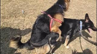 German Shepherd Dog mating