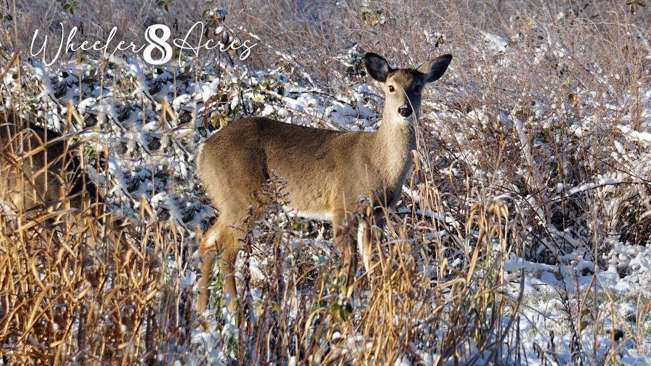 LIVE Deer & Critters Camera - NE Alabama 24/7