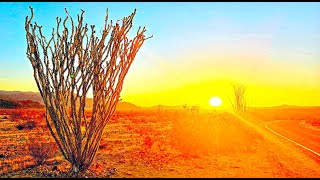 Scenic Sunrise Drive | Joshua Tree National Park